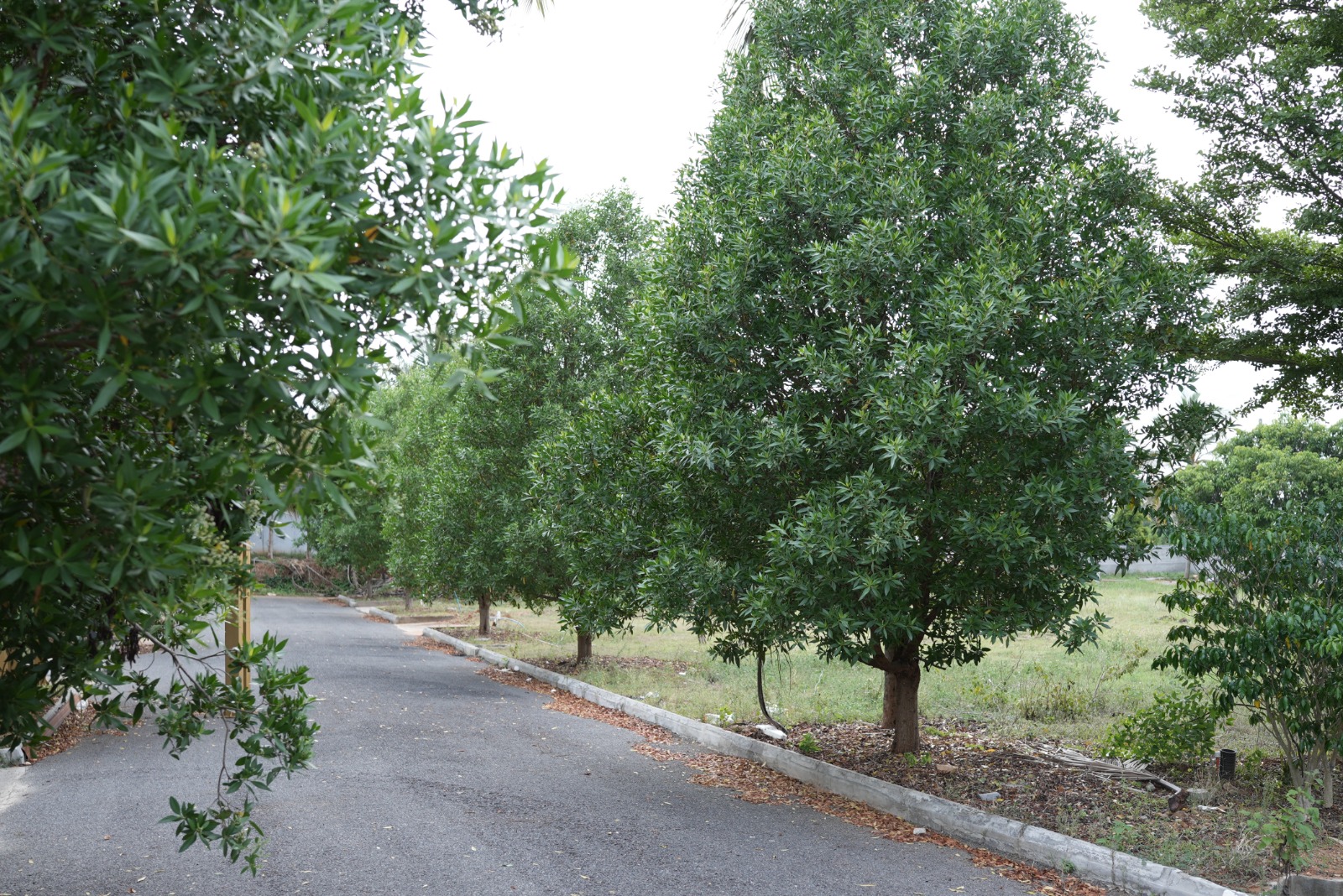 Mahalakshmi Lake Vista residential plot road view Bilikere Mysore